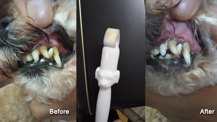 Wholesale Shareusmile New pet toothbrush dog teeth cleaning kit 